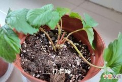 草莓要施什么肥料，盆栽草莓需要肥附施肥方法