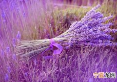 卧室放什么植物有助于睡眠 卧室放什么植物有利于睡眠