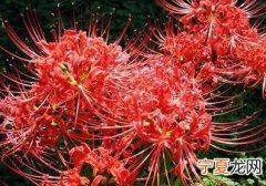 12生肖10岁 十岁的十二生肖