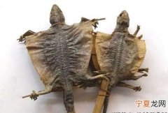 蛤蚧的功效与作用，四脚蛇与蛤蚧的区别？