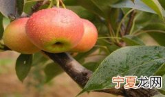 南果梨怎么保存不发黑 南果梨不发黑的保存方法