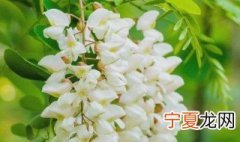槐花的储存方法 槐花如何储存