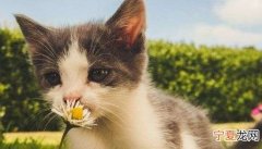 猫吃完化毛膏会吐正常