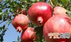 石榴怎样保存 石榴保存的方法