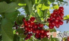 樱桃怎样传播种子 樱桃树的种子传播方式