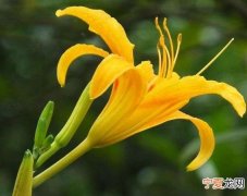 忘忧草是什么菜，忘忧草是什么意思？