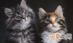 猫叫是什么征兆 猫叫怎么办