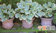 适合阴凉处生长的植物 什么植物适合阴凉处种植