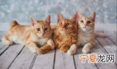 梦到猫是什么征兆 梦到猫预示着什么