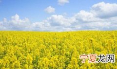 油菜花有什么特点 油菜花的特点