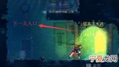 死亡细胞死亡后必须重新开始