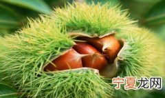 板栗树适合庭院种植吗 板栗树能不能在庭院种植
