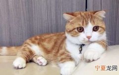 母猫咪发情怎么办，猫咪发情吃什么药可以抑制