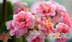 适合在卧室养的植物 哪些植物可以放卧室养