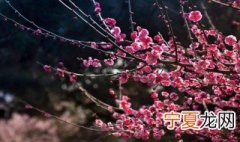 北方家里适合养什么树 什么树可以在北方家里养