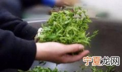 茶叶杀青怎么操作 茶叶杀青的方法