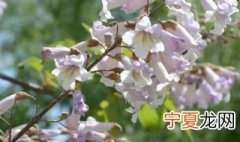 泡桐树种在家里好吗 泡桐怎么养
