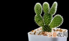 仙人掌怎么剥皮最方便 仙人掌的皮怎么剥