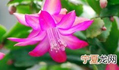 怎样嫁接蟹爪兰 嫁接蟹爪兰的方法
