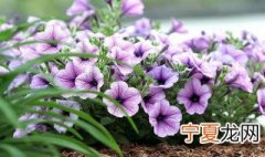 矮牵牛怎么养 矮牵牛怎么养护