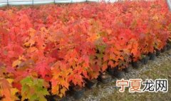 槭树的常见品种分类 槭树的常见品种分类图
