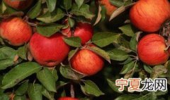 北方地区适合种植什么 适合北方种植的果树