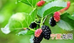 桑叶怎么保存 桑叶怎么保存一年