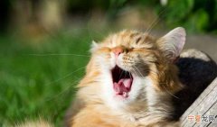 为什么手机放猫叫声猫会过来