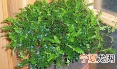 清香木怎么养才能更旺盛 清香木怎么养