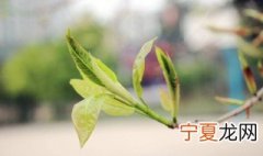 大树去顶后伤口如何处理 怎么样才能保证树不死