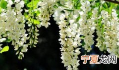 槐花怎么处理才能吃 槐花的处理方法