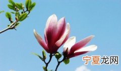 紫玉兰怎么养才开花 紫玉兰怎么养