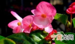 适合南方种植的花卉 南方种植什么花卉好