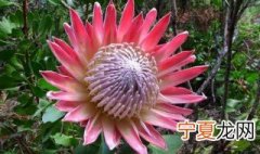 帝王花养殖方法和注意事项视频 帝王花养殖方法和注意事项