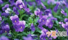 大树下适合种什么植物 什么植物可以种在树下