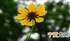 东北室外适合种什么花 在东北室外越冬的花卉有哪些可以选择