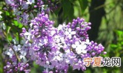 丁香树适合庭院种植吗 丁香树能不能在庭院种植