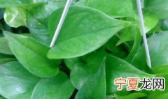 适合幼儿园的盆栽植物 适合幼儿园的盆栽植物有哪些