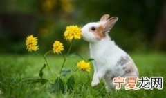 兔子皮怎么剥皮 兔子如何剥皮怎样剥兔子的皮