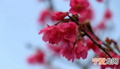2024年4月中旬东京还能看到樱花吗