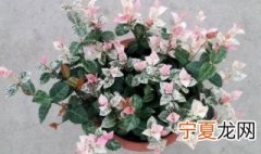 花叶络石养殖方法和注意事项图片 花叶络石养殖方法和注意事项