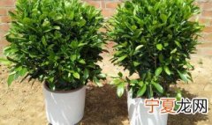 非洲茉莉养殖方法和注意事项 非洲茉莉养殖方法和注意事项图片