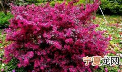红花继木怎么养殖 红花继木怎么养