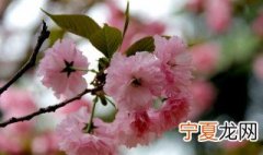 日本晚樱的养殖方法视频 日本晚樱的养殖方法