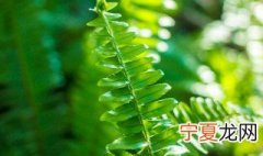 蕨类植物的养殖方法 蕨类植物的养殖方法和注意事项