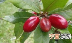 神秘果的养殖方法和注意事项 种神秘果需要注意什么
