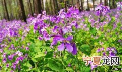 二月兰怎么养 二月兰怎么养能开花?