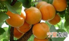 杏树怎么养 杏树的养殖方法