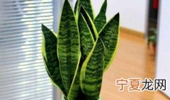 虎皮兰养殖方法和注意事项 水培白玉虎皮兰养殖方法和注意事项