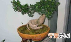 小叶榕盆景叶片枯死如何处理 可以怎么进行改善